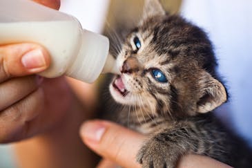pet care